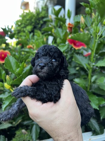 img_9342.jpeg img_9342.jpeg