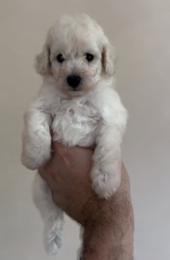 img_9583.jpeg img_9583.jpeg