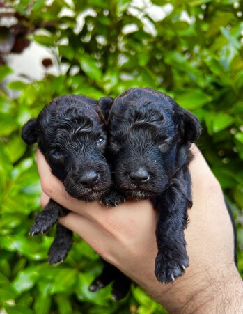 img_9097.jpeg img_9097.jpeg