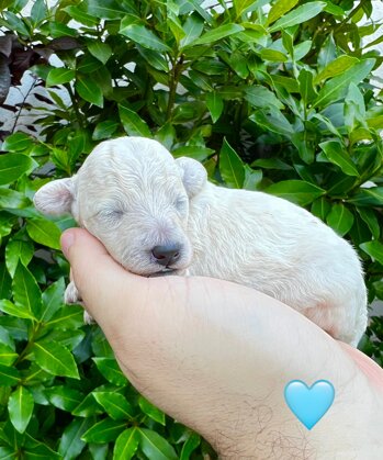 img_8992.jpeg img_8992.jpeg