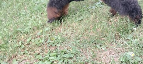 barboncino phantom nero focato black and tan