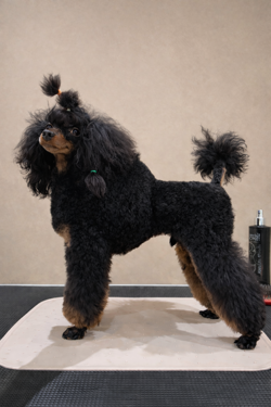 65a9a3ab-0f8d-4162-86ae-71a06e6073c9