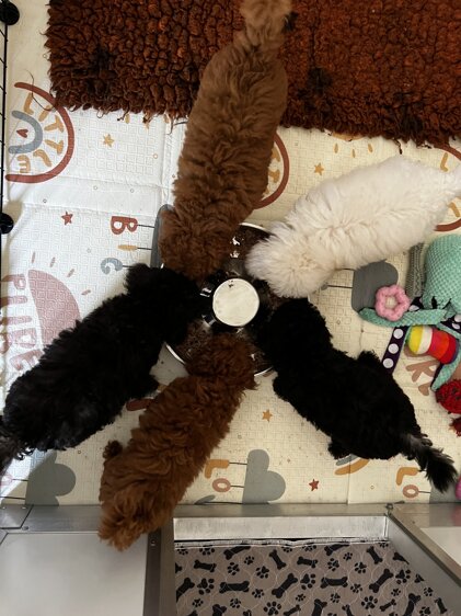 barboncino addestramento cuccioli mini toy toy nano barbone enci affisso allevamento catania sicilia etna poodles phantom balance board reico alimentazione cani cuccioli puppies poodle poodles puppy clip toelettatura special one yuup barboncino addestramento cuccioli mini toy toy nano barbone enci affisso allevamento catania sicilia etna poodles phantom balance board reico alimentazione cani cuccioli puppies poodle poodles puppy clip toelettatura special one yuup