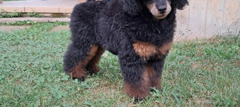 barboncino phantom nero focato black and tan