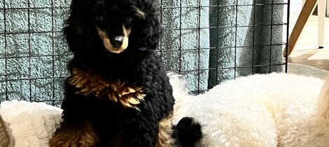 barboncino phantom nero focato black and tan