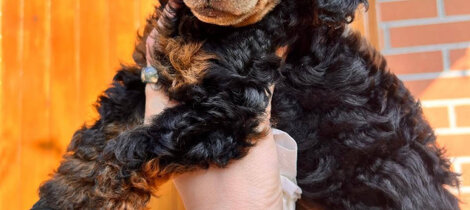 barboncino phantom nero focato black and tan