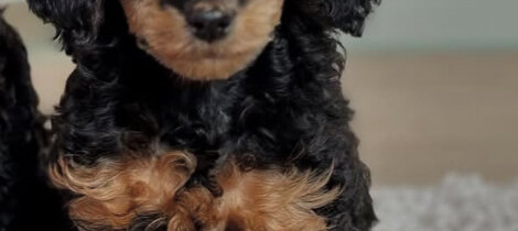 barboncino phantom nero focato black and tan