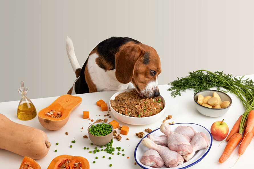 cane che prende dalla tavola il cibo naturale cane che prende dalla tavola il cibo naturale