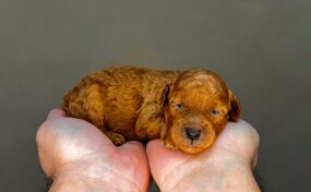 barboncino sicilia barboncini mini toy barboncini toy cuccioli etna poodles allevamento barboncini catania