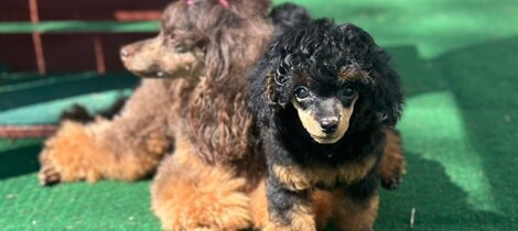 barboncino phantom nero focato black and tan