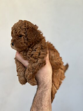 barboncino sicilia barboncini mini toy barboncini toy cuccioli etna poodles allevamento barboncini catania