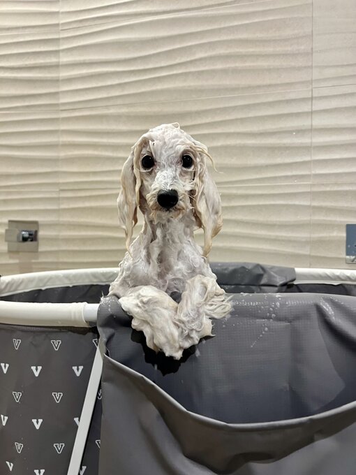 img_3319.jpeg img_3319.jpeg