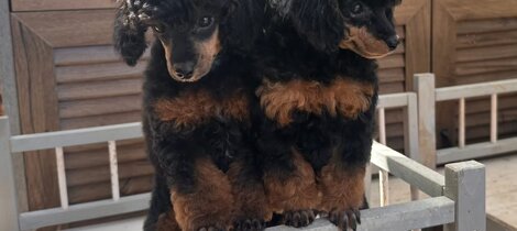 barboncino phantom nero focato black and tan