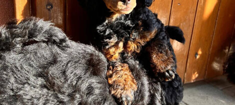 barboncino phantom nero focato black and tan