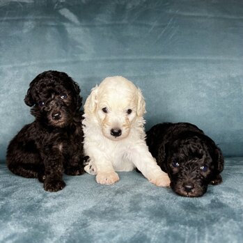 img_9416.jpeg img_9416.jpeg