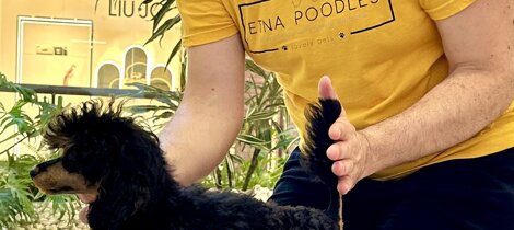 barboncino phantom nero focato black and tan