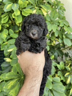 barboncino sicilia barboncini mini toy barboncini toy cuccioli etna poodles allevamento barboncini catania barboncino silver grigio argento