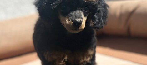 barboncino phantom nero focato black and tan