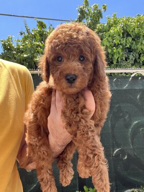 barboncino sicilia barboncini mini toy barboncini toy cuccioli etna poodles allevamento barboncini catania