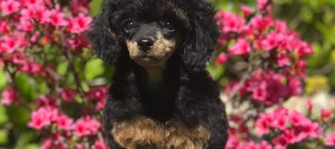 barboncino phantom nero focato black and tan