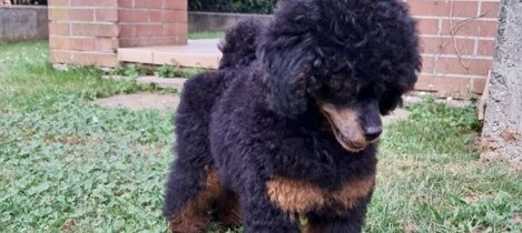 barboncino phantom nero focato black and tan