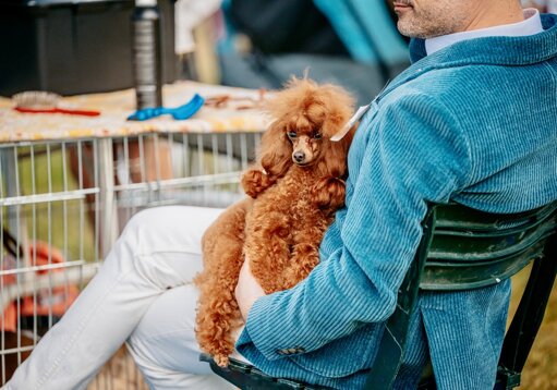barboncino fulvo in expo