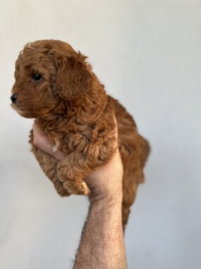 barboncino sicilia barboncini mini toy barboncini toy cuccioli etna poodles allevamento barboncini catania