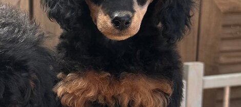 barboncino phantom nero focato black and tan