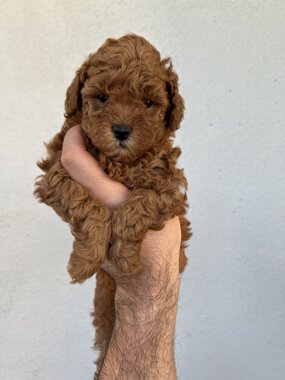 barboncino sicilia barboncini mini toy barboncini toy cuccioli etna poodles allevamento barboncini catania