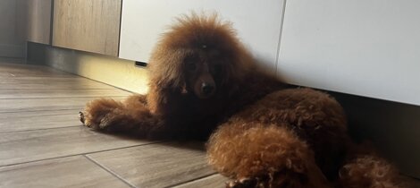 eyJpdCI6IkJhcmJvbmUgdG95IHJlZCBpbiBwb3NhIn0= eyJpdCI6IkJhcmJvbmUgdG95IHJlZCBpbiBwb3NhIn0=