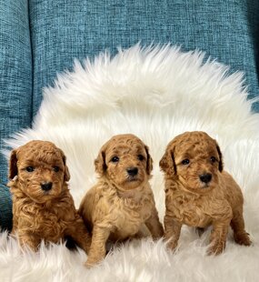 barboncino sicilia barboncini mini toy barboncini toy cuccioli etna poodles allevamento barboncini catania