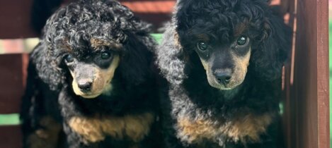 barboncino phantom nero focato black and tan