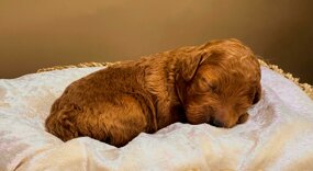 barboncino sicilia barboncini mini toy barboncini toy cuccioli etna poodles allevamento barboncini catania