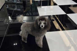 barboncina toy silver