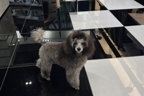 barboncino toy silver grigio