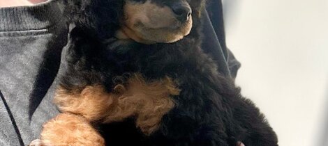 barboncino phantom nero focato black and tan