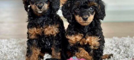 barboncino phantom nero focato black and tan