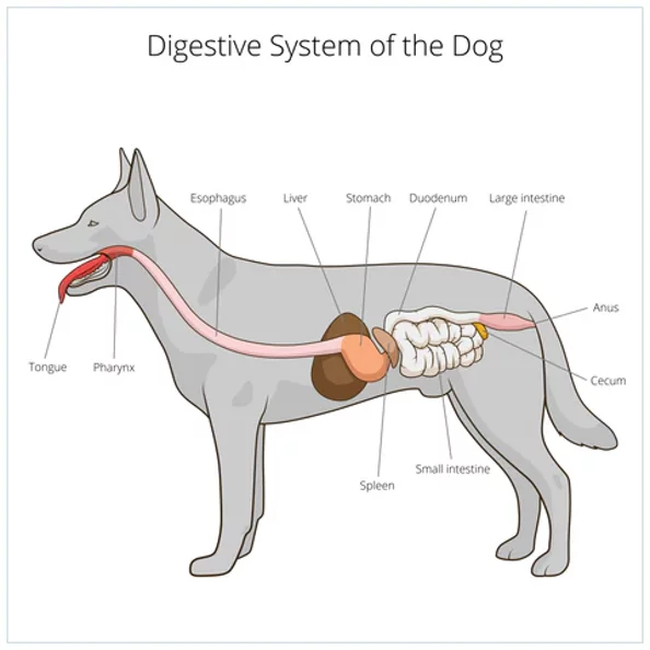 schema intestino del cane schema intestino del cane