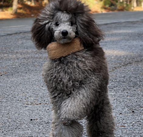 screenshot 2024-02-28 alle 19.07.01 screenshot 2024-02-28 alle 19.07.01