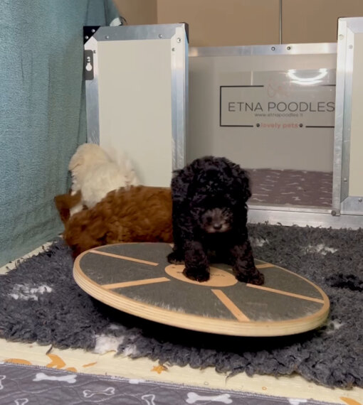 barboncino addestramento cuccioli mini toy toy nano barbone enci affisso allevamento catania sicilia etna poodles phantom balance board reico alimentazione cani cuccioli puppies poodle poodles barboncino addestramento cuccioli mini toy toy nano barbone enci affisso allevamento catania sicilia etna poodles phantom balance board reico alimentazione cani cuccioli puppies poodle poodles