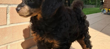 barboncino phantom nero focato black and tan