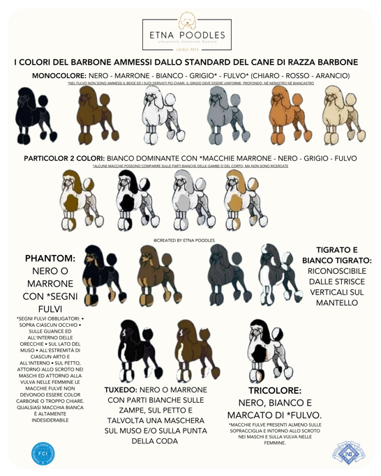 i colori del barbone barboncino i colori del barbone barboncino