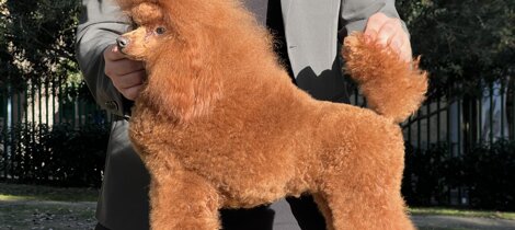 eyJpdCI6ImJhcmJvbmNpbm8gZnVsdm8gaW50ZW5zbyBpbiBwb3NpemlvbmUgZGEgc2hvdyJ9 eyJpdCI6ImJhcmJvbmNpbm8gZnVsdm8gaW50ZW5zbyBpbiBwb3NpemlvbmUgZGEgc2hvdyJ9