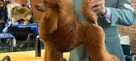 eyJpdCI6ImJhcmJvbmNpbm8gZnVsdm8gaW50ZW5zbyBpbiBwb3NpemlvbmUgZGEgc2hvdyJ9 eyJpdCI6ImJhcmJvbmNpbm8gZnVsdm8gaW50ZW5zbyBpbiBwb3NpemlvbmUgZGEgc2hvdyJ9