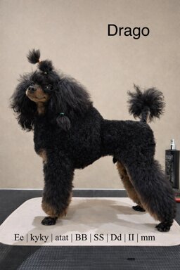 65a9a3ab-0f8d-4162-86ae-71a06e6073c9.jpeg 65a9a3ab-0f8d-4162-86ae-71a06e6073c9.jpeg