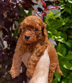 barboncino sicilia barboncini mini toy barboncini toy cuccioli etna poodles allevamento barboncini catania