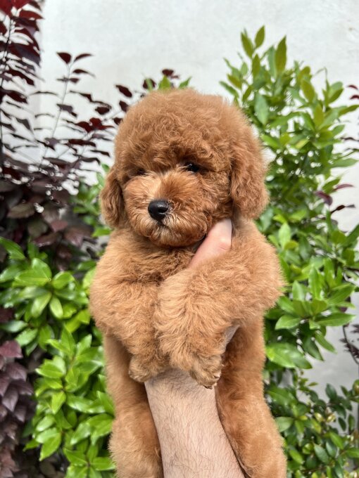 barboncino addestramento cuccioli mini toy toy nano barbone enci affisso allevamento catania sicilia etna poodles phantom balance board reico alimentazione cani cuccioli puppies poodle poodles puppy clip toelettatura special one yuup barboncino addestramento cuccioli mini toy toy nano barbone enci affisso allevamento catania sicilia etna poodles phantom balance board reico alimentazione cani cuccioli puppies poodle poodles puppy clip toelettatura special one yuup