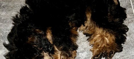 barboncino phantom nero focato black and tan