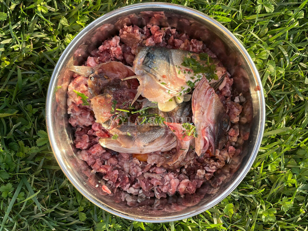 ciotola cane con cibi naturali per la giusta alimentazione ciotola cane con cibi naturali per la giusta alimentazione