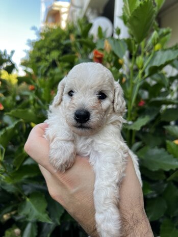 img_9349.jpeg img_9349.jpeg